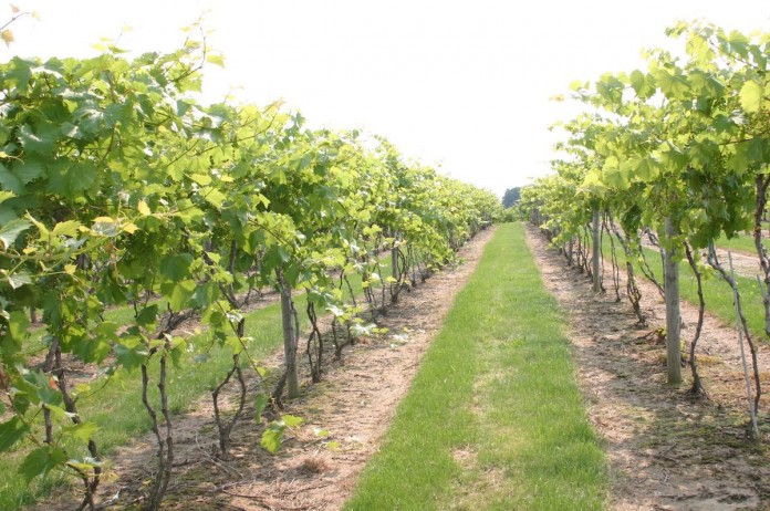 grape research 1200