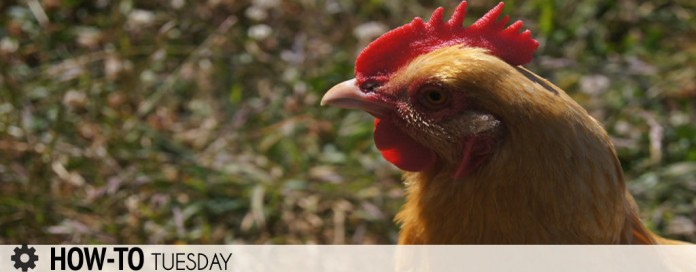 how-to-chicken