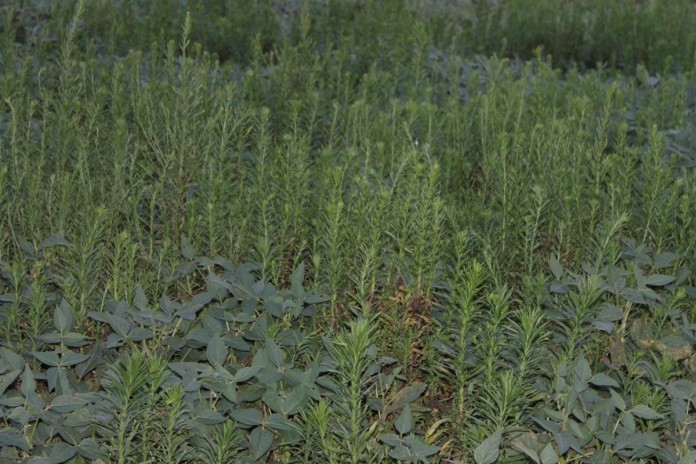 marestail