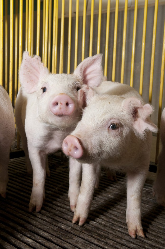 msu.pigs.1200