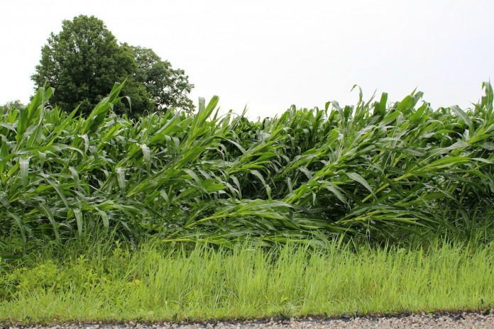 storm_corn horizontal.1200 storm damaged corn