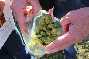 9_19 Hops in bag caption copy