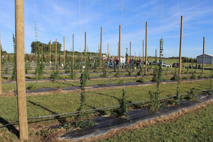 9_19 Hops wide plot caption copy Hops field.