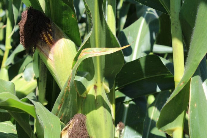 Corn wide Corn wide