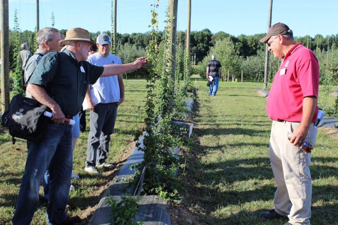 Hops vine