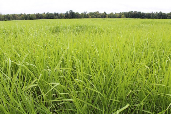 Miscanthus field