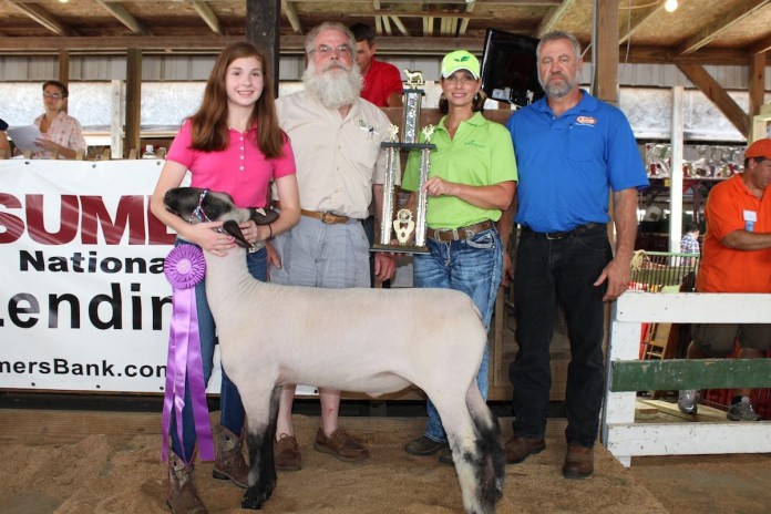 Stark gr lamb