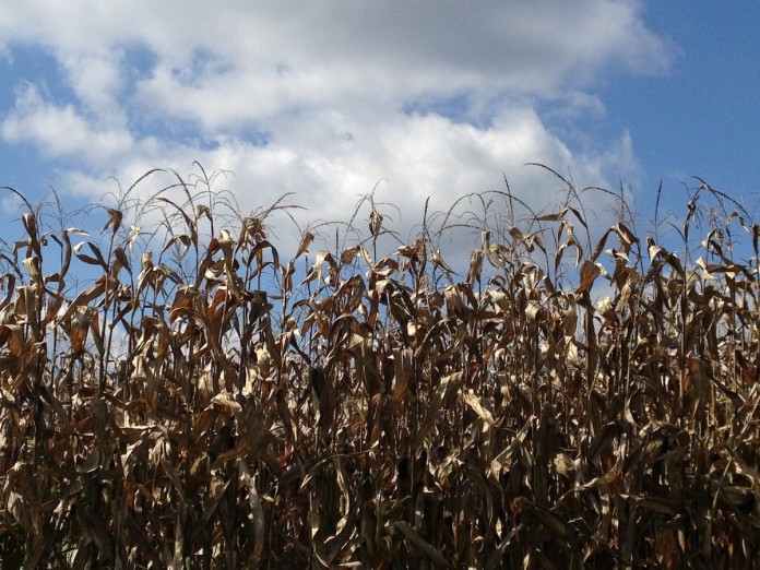 corn in fall.sky.iphone.JPG copy