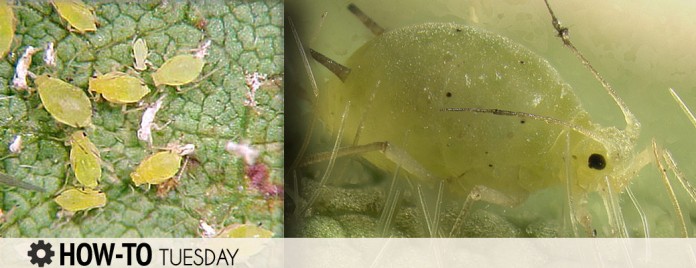 soybean aphid