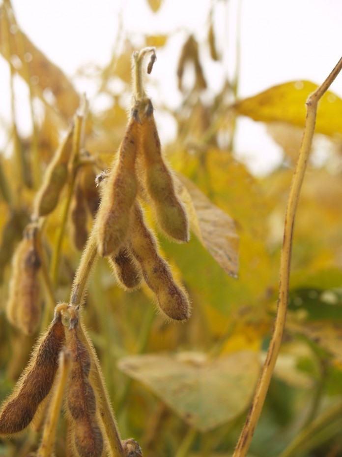 soybeans in field