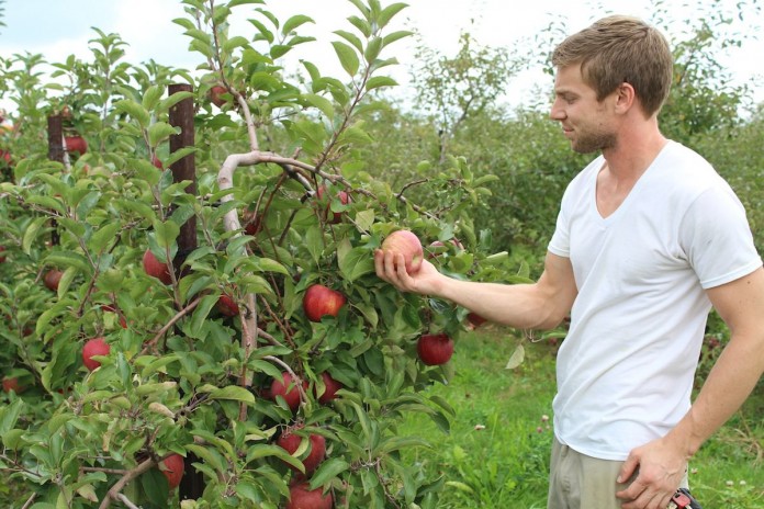 Apples. Matt