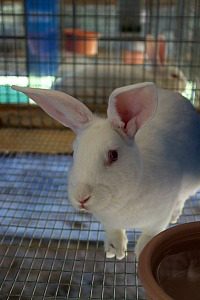 IMG_9334_2