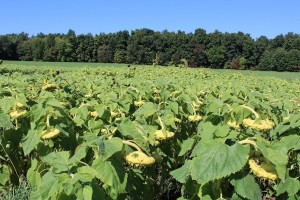 Oilseed sunflowers