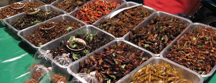 bug meal