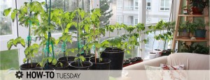 indoor vegetable garden