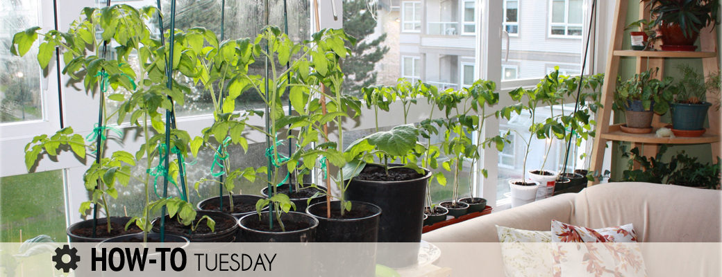 indoor vegetable garden