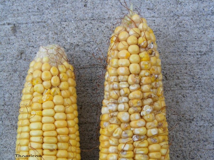 stink bug corn injuryu