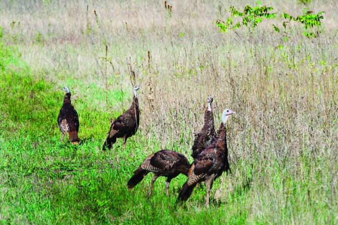 wild turkey wild turkey