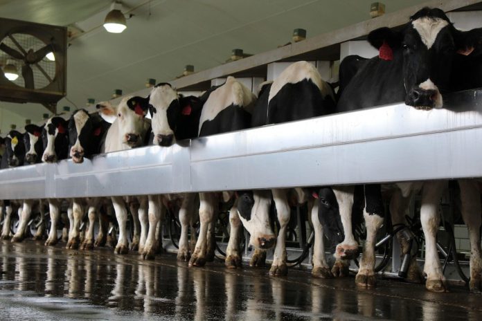 Andreas milking parlor Andreas milking parlor