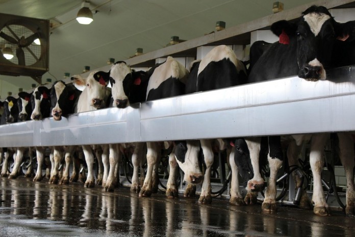 Andreas.Holsteins 1 Holstein
