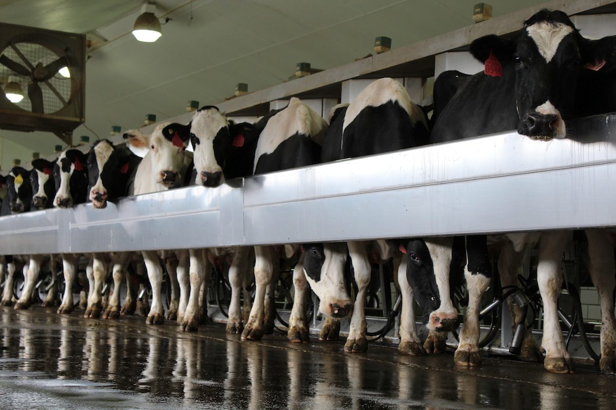 Holstein
