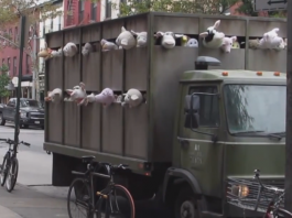 Banksy, Sirens of the Lambs