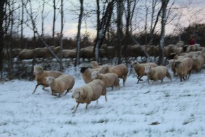 IMG_9806