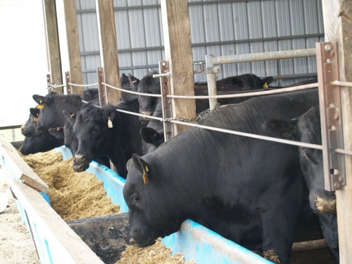 cattle.feeding
