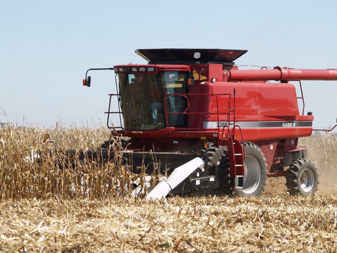 harvesting corn