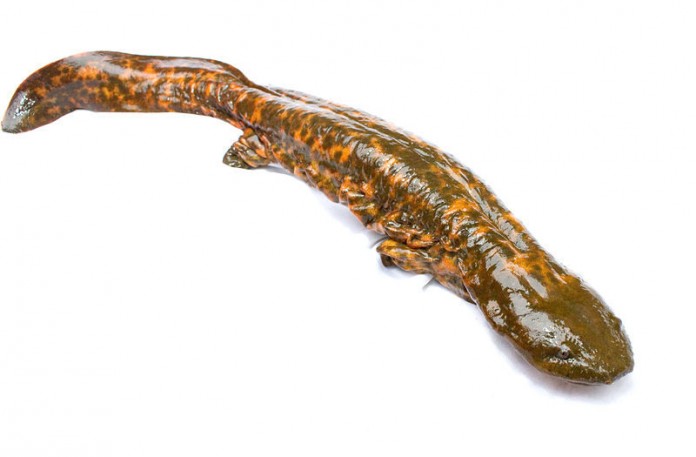 800px-Hellbender