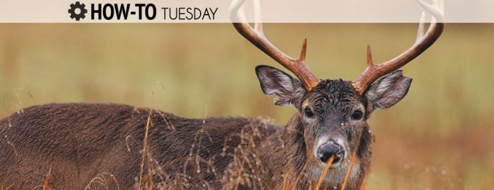 How-to-deer