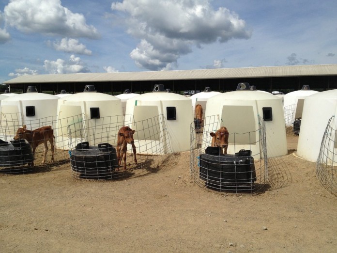 Jersey calf hutches
