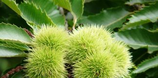 sweet chestnut