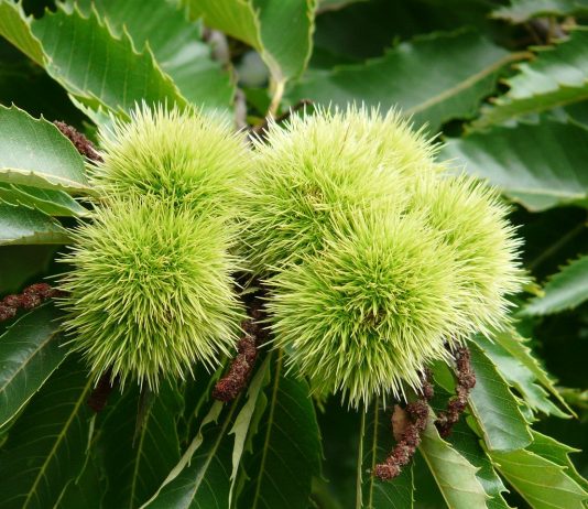 sweet chestnut