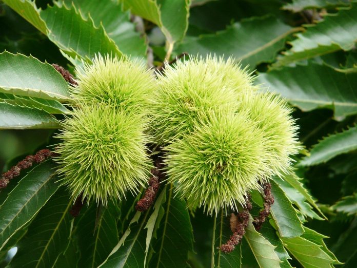 sweet chestnut sweet chestnut
