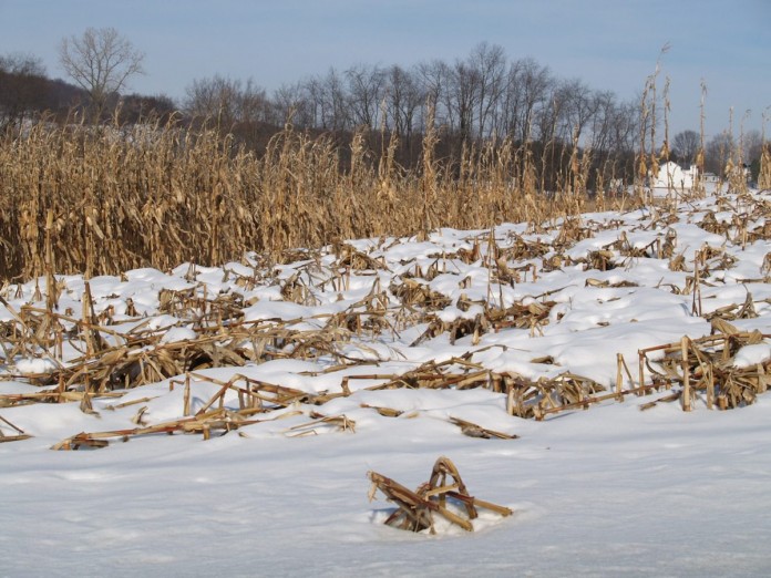 Field corn in snow