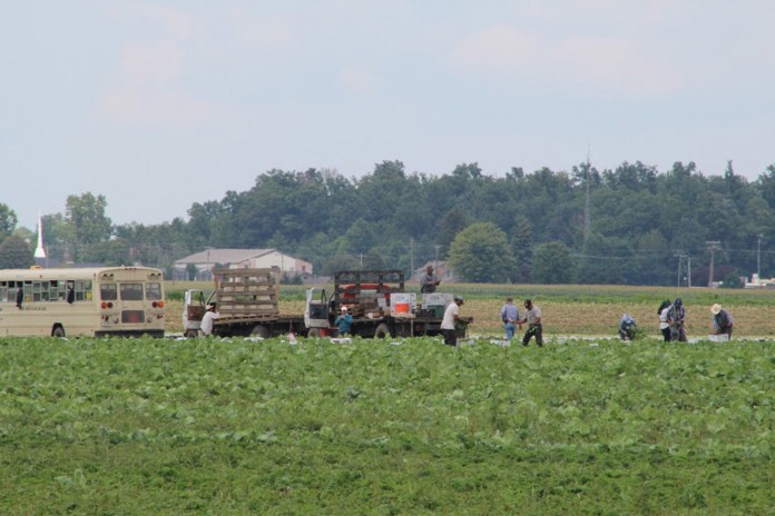 Big pic 1 Field workers II