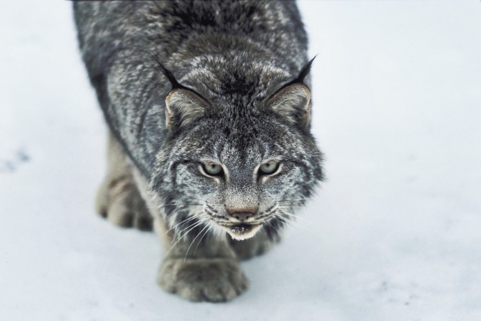 Bobcat