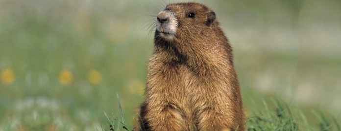 Groundhog