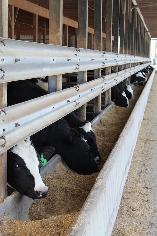 Holsteins at Watts Farm