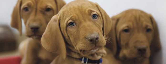 Puppies