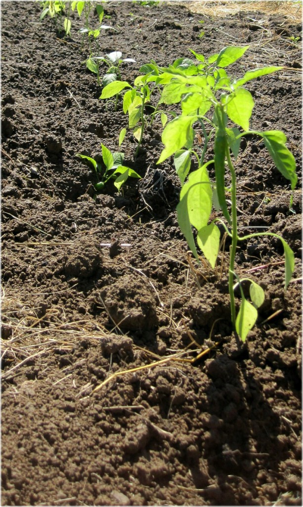 Transplanted Pepper Seedling
