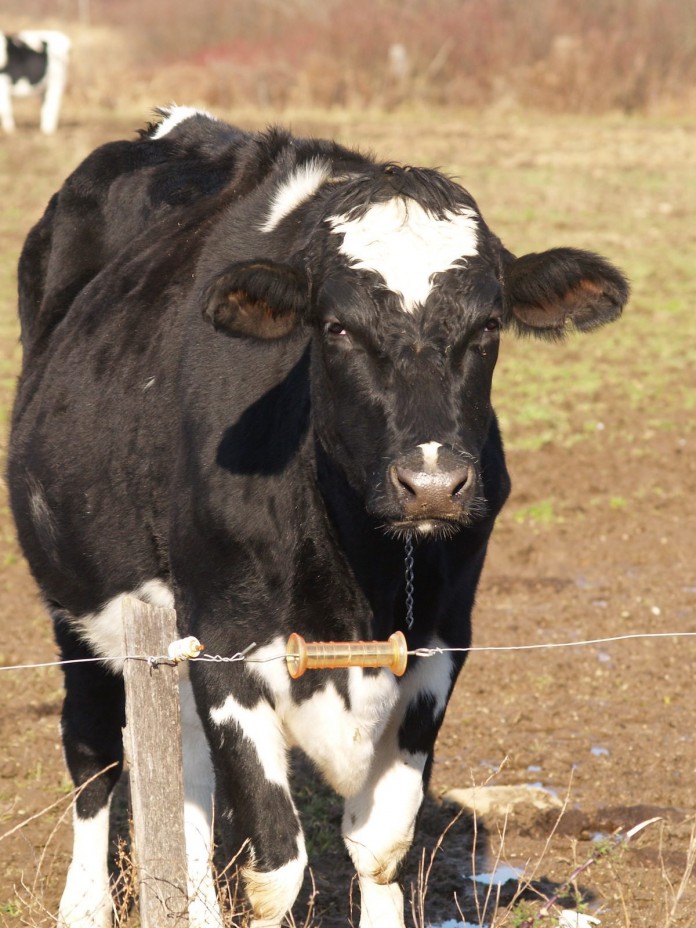 Holstein on pasture
