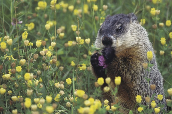 groundhog2