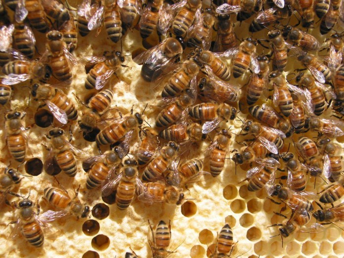 honey bees honey bees