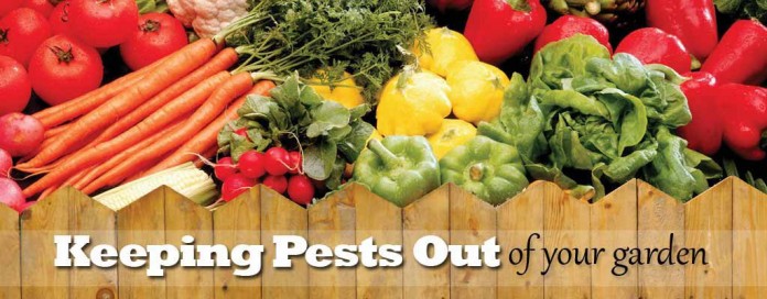 keeping pests out of your garden