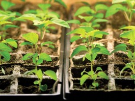 seedlings