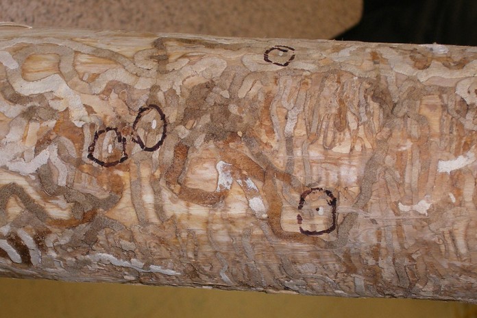 Emerald ash borer damage Emerald ash borer damage