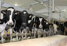 Adaptability is key for employment Milk cows