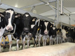 Milk cows